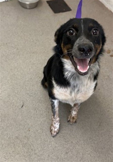 HAPPY - Catahoula Leopard Dog / Australian Shepherd available for adoption