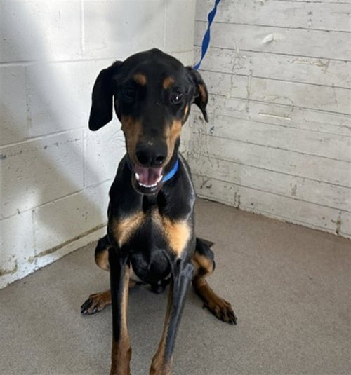 DELIA - Doberman Pinscher available for adoption