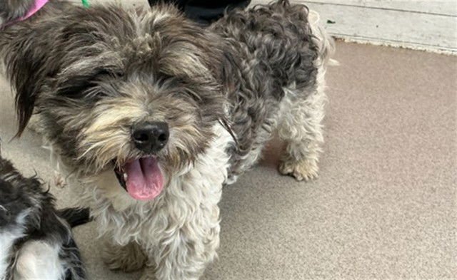 MOCHI - Shih Tzu available for adoption