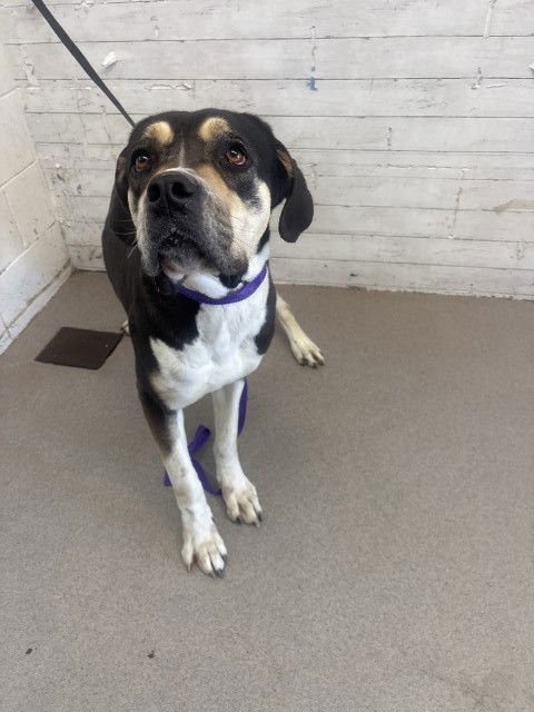 PENELOPE - Bullmastiff available for adoption