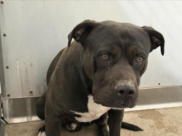 PANTERA - Pit Bull Terrier available for adoption