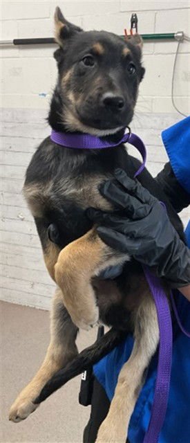 SAWYER - German Shepherd Dog available for adoption