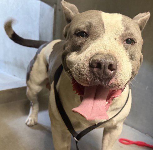 OSO - Pit Bull Terrier available for adoption