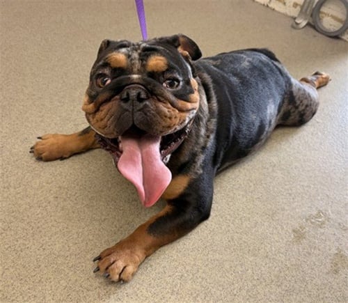 CHEDDAR BEAR - Bulldog available for adoption