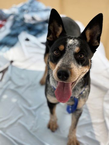 ANDREW - Queensland Heeler available for adoption