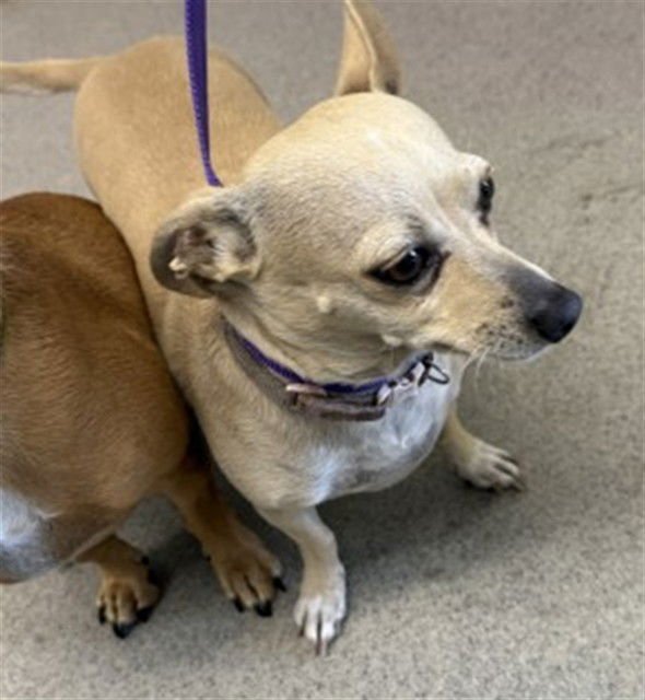 COCO - Chihuahua available for adoption