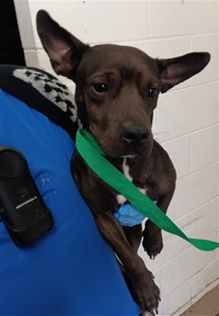 RICKY - Chihuahua available for adoption