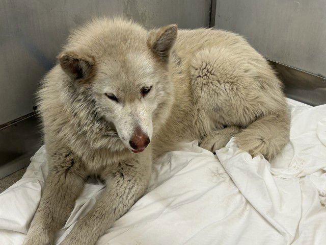 CLOVER - Siberian Husky available for adoption