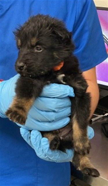 SNICKERDOODLE - Border Collie available for adoption