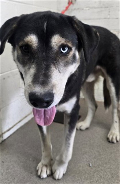 MAX - Siberian Husky available for adoption