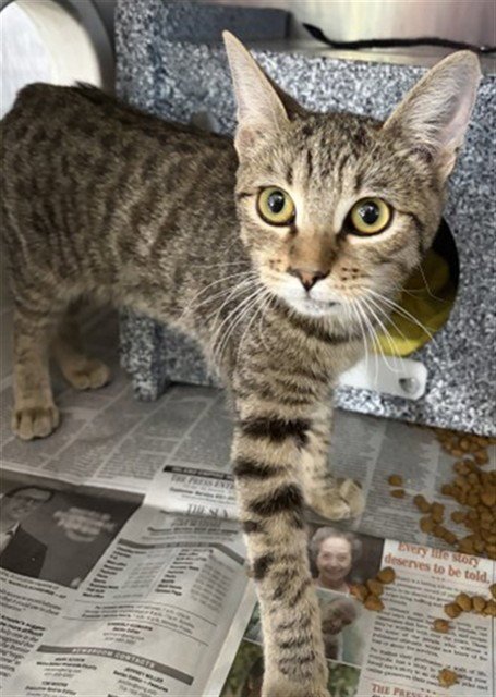 MRS. MEOWSERS - Domestic Short Hair available for adoption