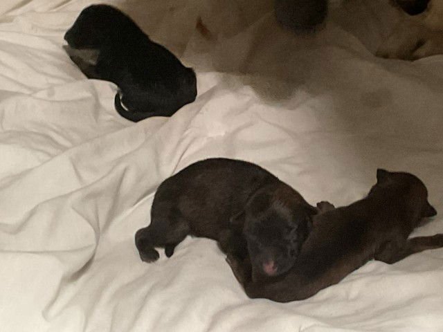 SPICE - German Shepherd Dog available for adoption