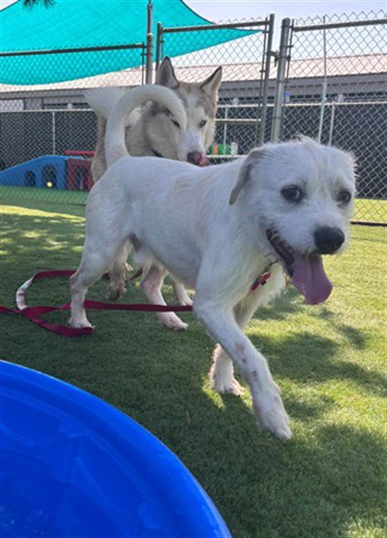 JAMIE - Terrier available for adoption
