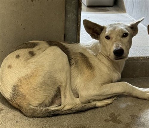 ROWAN - German Shepherd Dog available for adoption