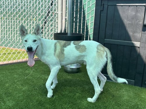 ROWAN - German Shepherd Dog for adoption in San Bernardino