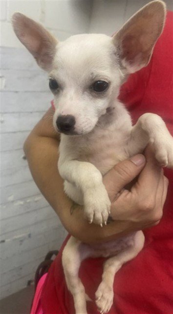 ZUCCHINI - Chihuahua available for adoption