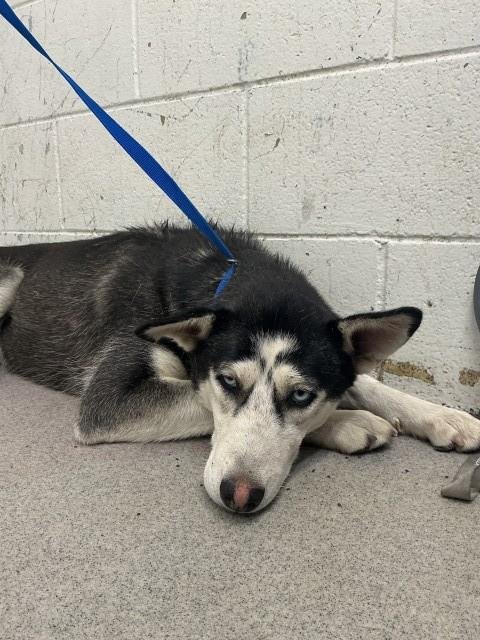 LAYLA - Siberian Husky available for adoption