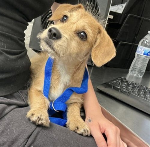 DORIS - Jack Russell Terrier (Parson Russell Terrier) available for adoption