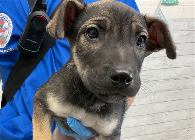 LEON - German Shepherd Dog available for adoption