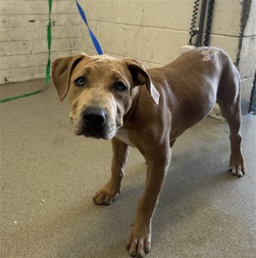 ONYX - Pit Bull Terrier available for adoption