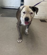 MOOCHIE - Photo 1