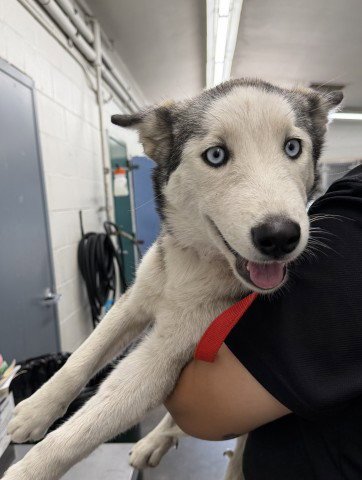 CUPCAKE - Siberian Husky available for adoption