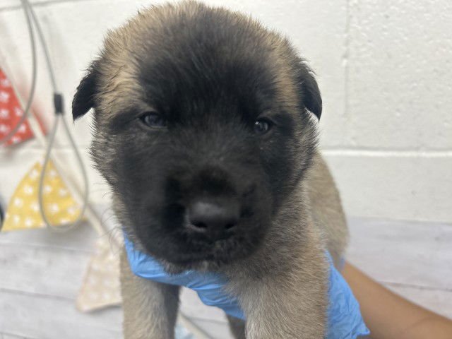 ALEXANDER - German Shepherd Dog available for adoption