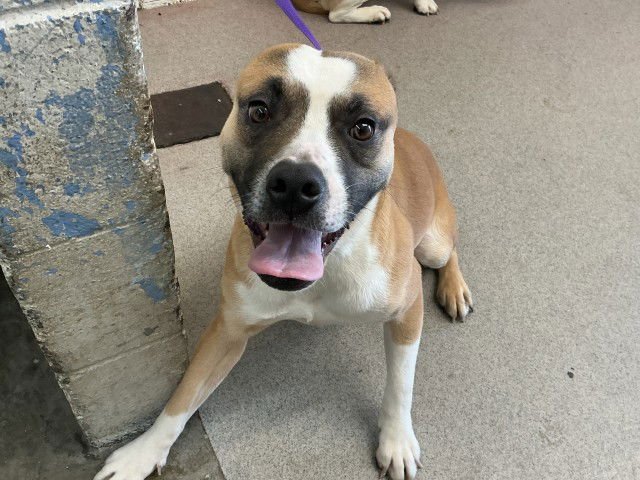 BEAU - Pit Bull Terrier available for adoption