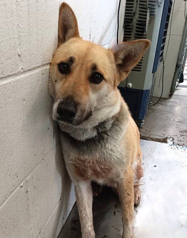BROWNIE - German Shepherd Dog available for adoption