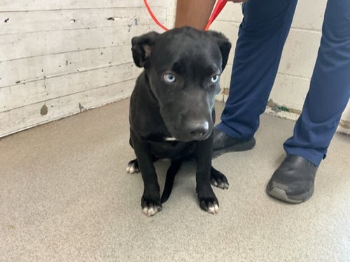 CHLOE - Labrador Retriever available for adoption
