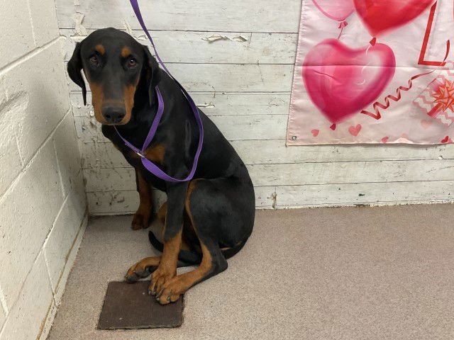 SHYLOH - Doberman Pinscher available for adoption