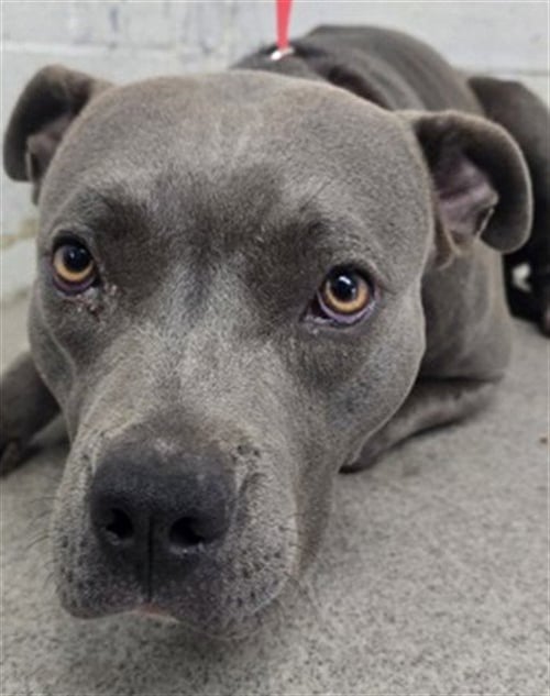 BUBBLES - Pit Bull Terrier available for adoption