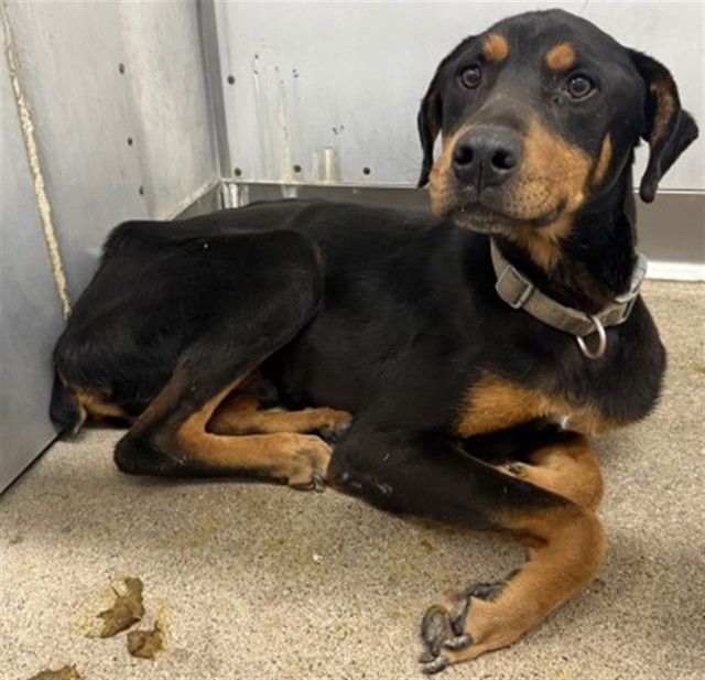 CHIEF - Doberman Pinscher available for adoption
