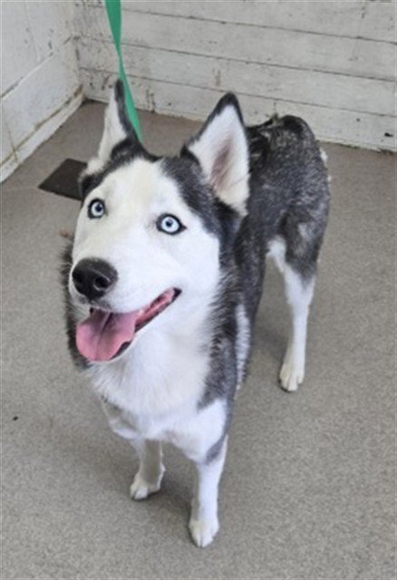 HOLLY - Siberian Husky available for adoption