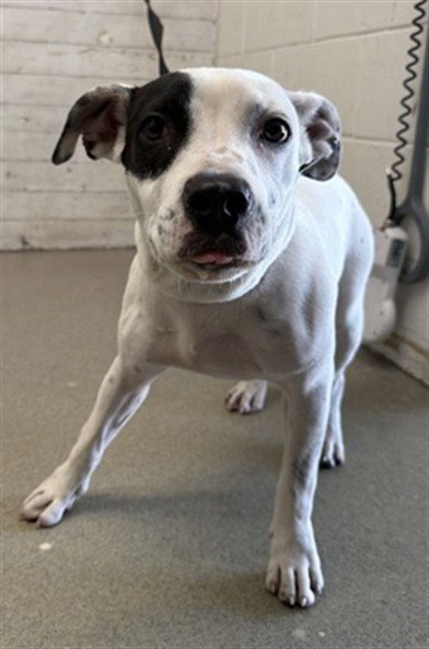 ASTERIA - American Pit Bull Terrier available for adoption