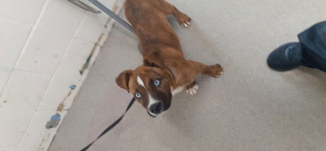 SAMMIE - Pit Bull Terrier available for adoption