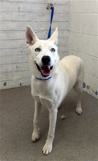 SNOWBALL - Photo 1