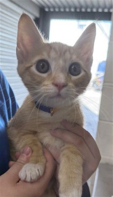 SOLIMER - Domestic Short Hair available for adoption