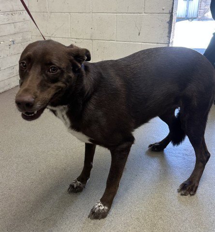COOKIE - Labrador Retriever available for adoption
