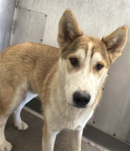 BAXTER Image