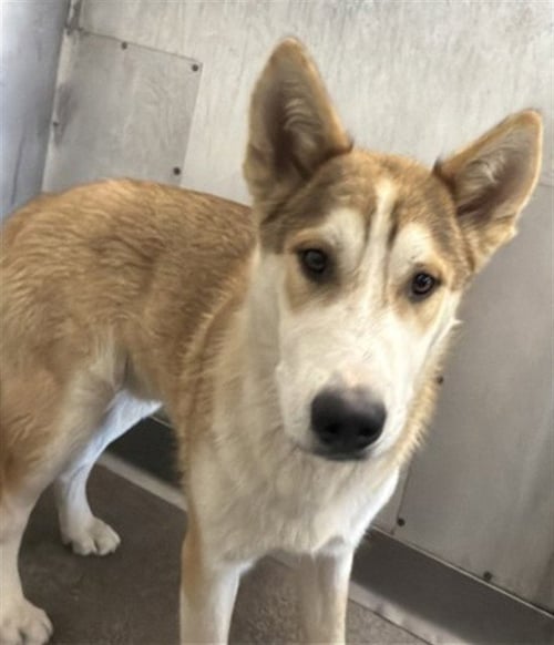 BAXTER - Siberian Husky available for adoption