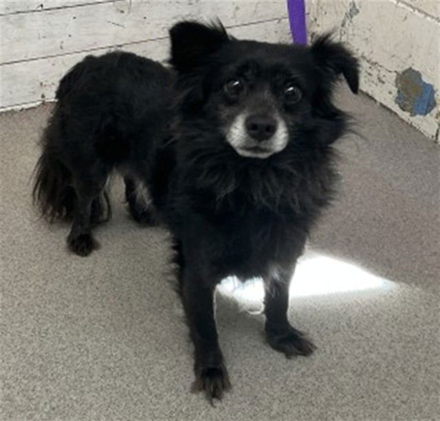 ONYX - Chihuahua available for adoption