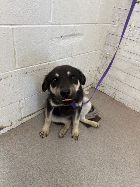 HERA - German Shepherd Dog available for adoption