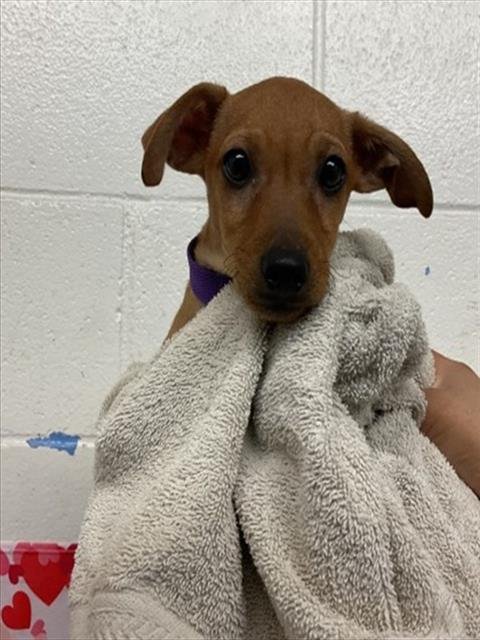 ALVIN - Chihuahua available for adoption