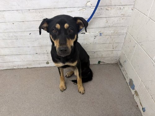JASMINE - Rottweiler available for adoption