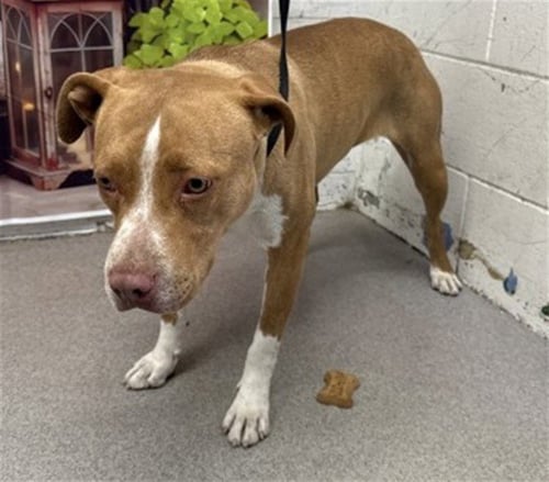 BRIAR - Pit Bull Terrier available for adoption