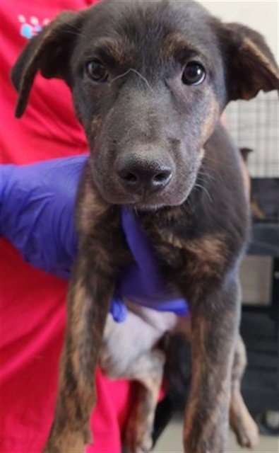 FLORA - Belgian Shepherd Malinois available for adoption