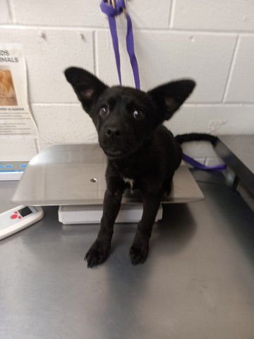 MAX - Chihuahua available for adoption