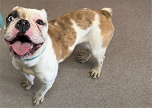 SHILOH - English Bulldog available for adoption