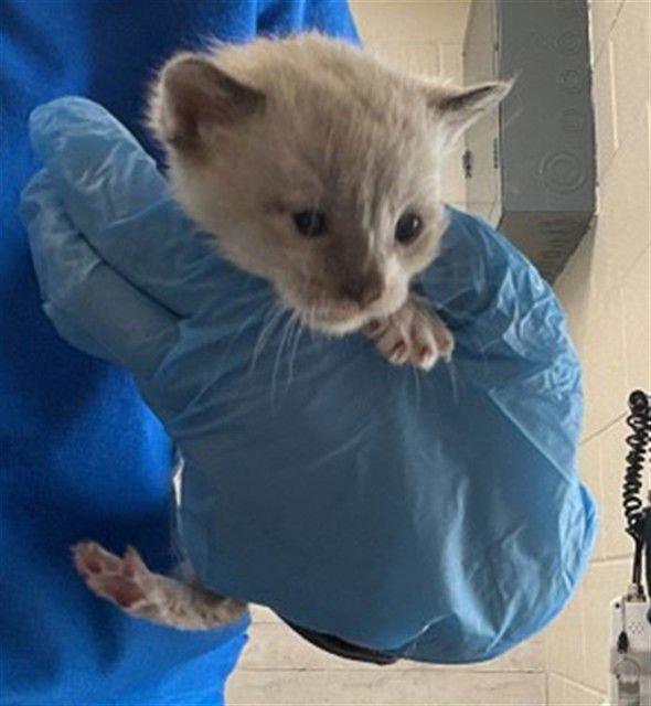 A590667 - Siamese available for adoption